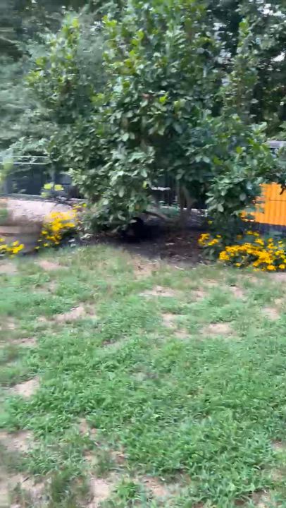 Enlarge Clyde, a Adoptable mixed breed in Charlotte, NC video 2/5