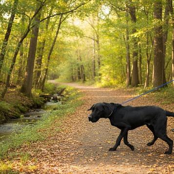 Jake, Adoptable, Young Male Great Dane & Black Labrador Retriever.