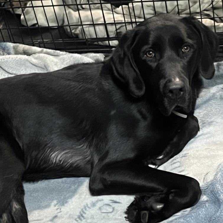 Jake, a Adoptable mixed breed in Tomball, TX image 2/3