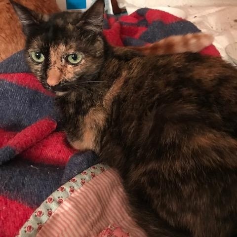 Shelby, ADOPTABLE, Adult Female Tortoiseshell.
