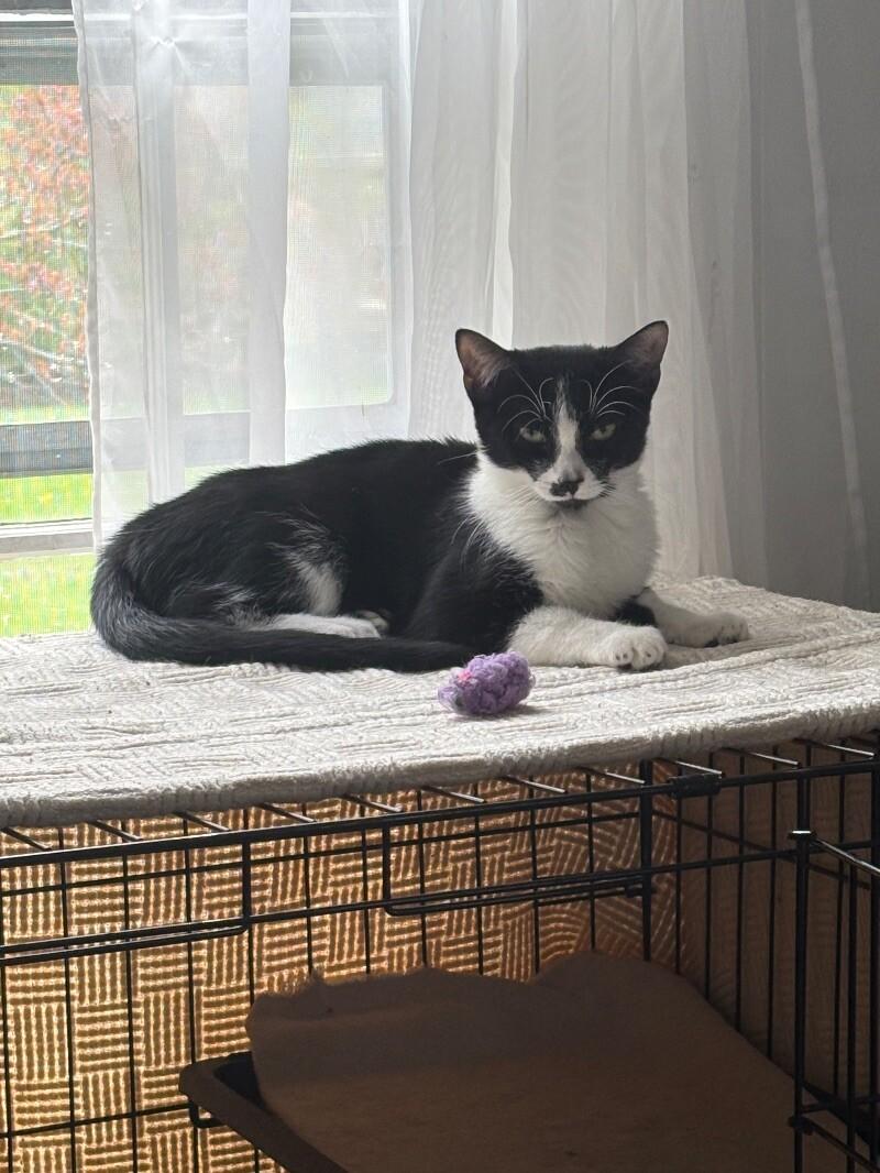 Enlarge Noodle, a Adoptable Domestic Short Hair in Colmar, PA image 1/6