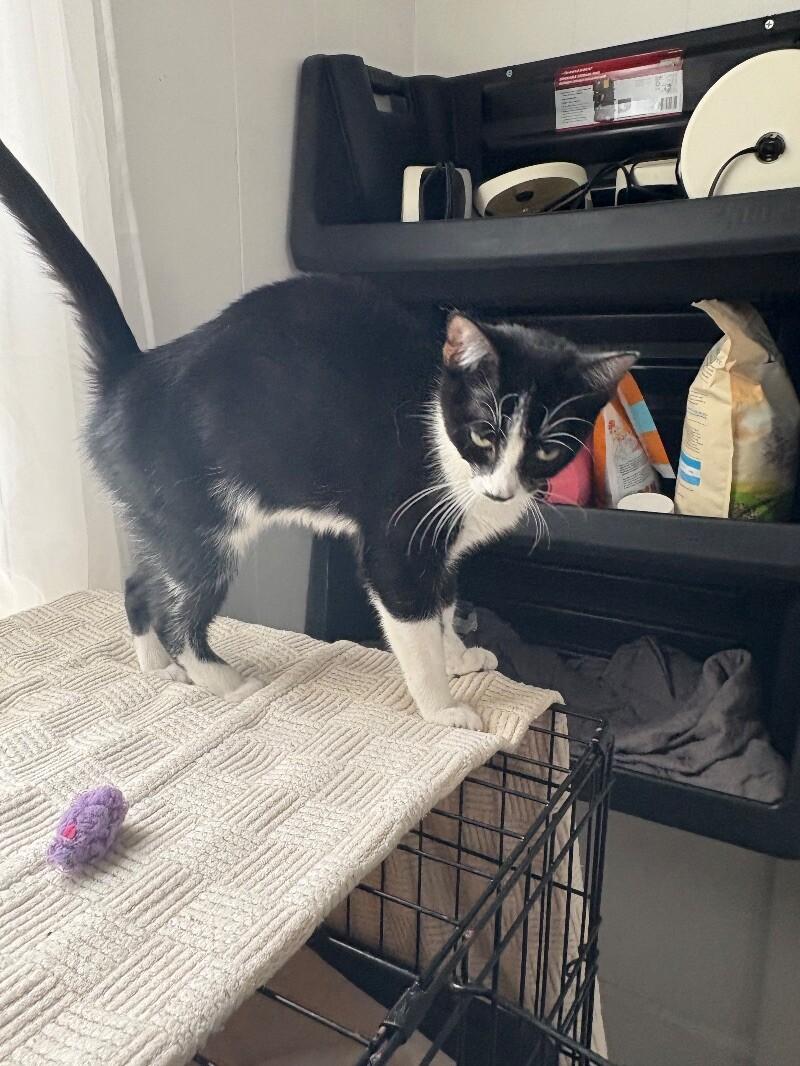 Enlarge Noodle, a Adoptable Domestic Short Hair in Colmar, PA image 2/6