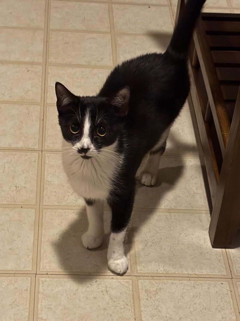 Enlarge Noodle, a Adoptable Domestic Short Hair in Colmar, PA image 3/6