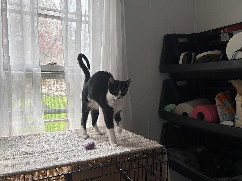 Enlarge Noodle, a Adoptable Domestic Short Hair in Colmar, PA image 4/6