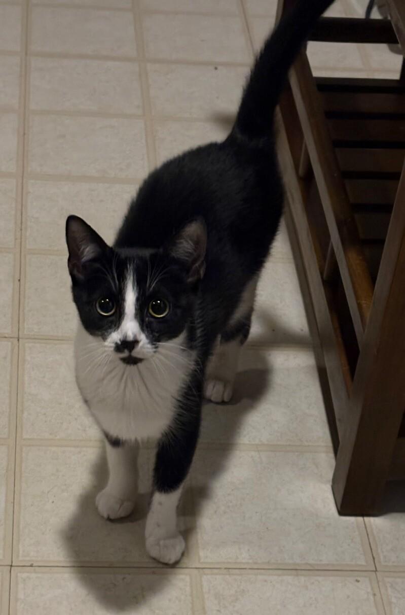 Enlarge Noodle, a Adoptable Domestic Short Hair in Colmar, PA image 5/6