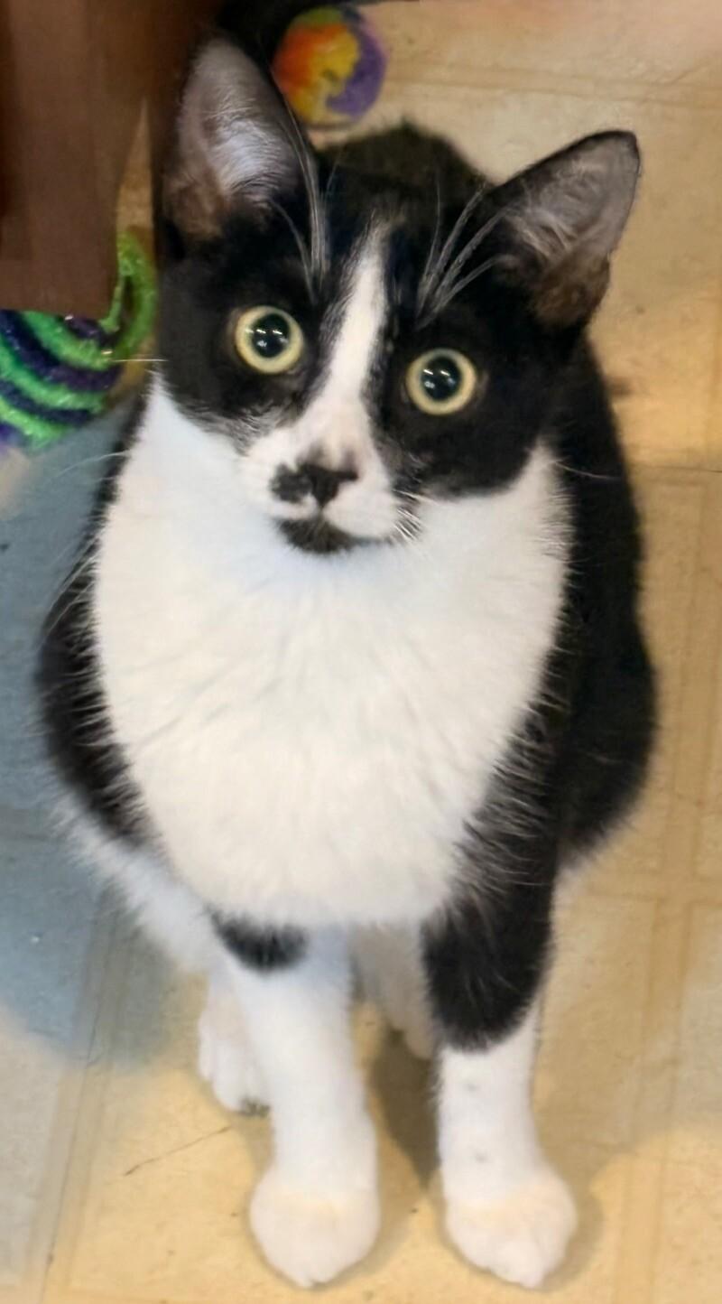 Noodle — thumbnail 6