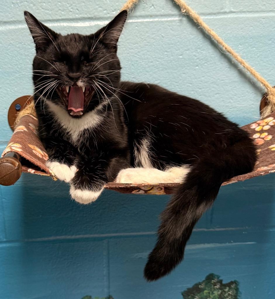 Alaska, Adoptable, Adult Male Domestic Short Hair.