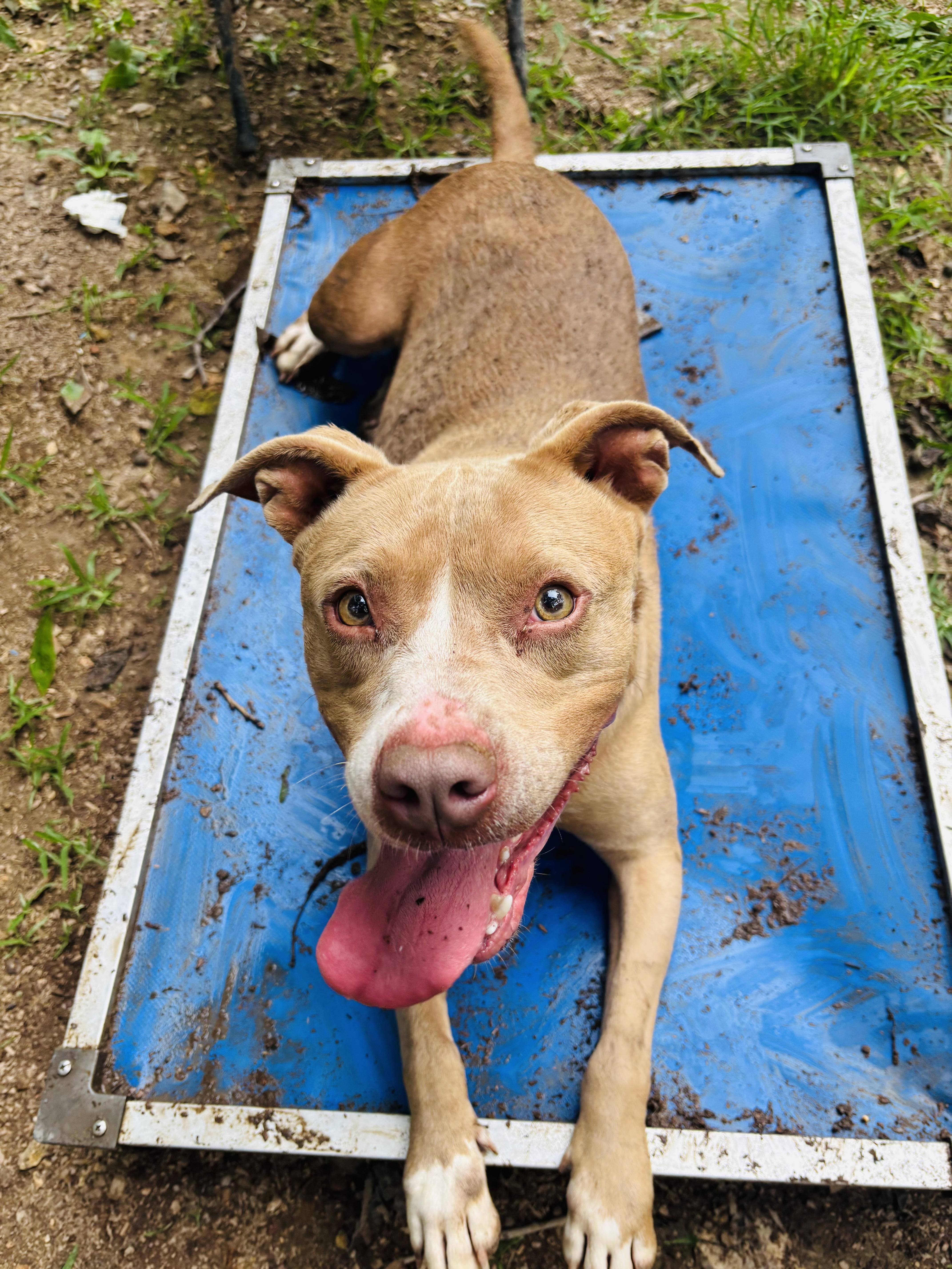 Ava, Adoptable, Adult Female American Staffordshire Terrier.