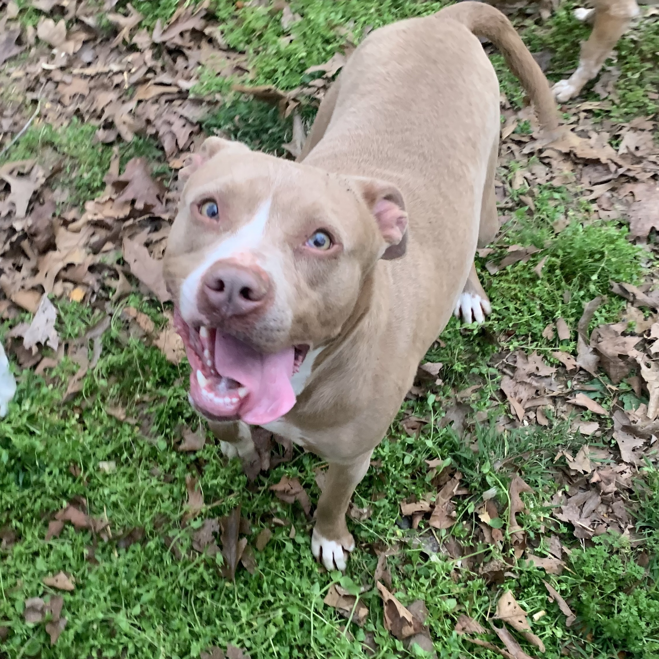 Ava, a Adoptable American Staffordshire Terrier in Rogers, AR image 2/2
