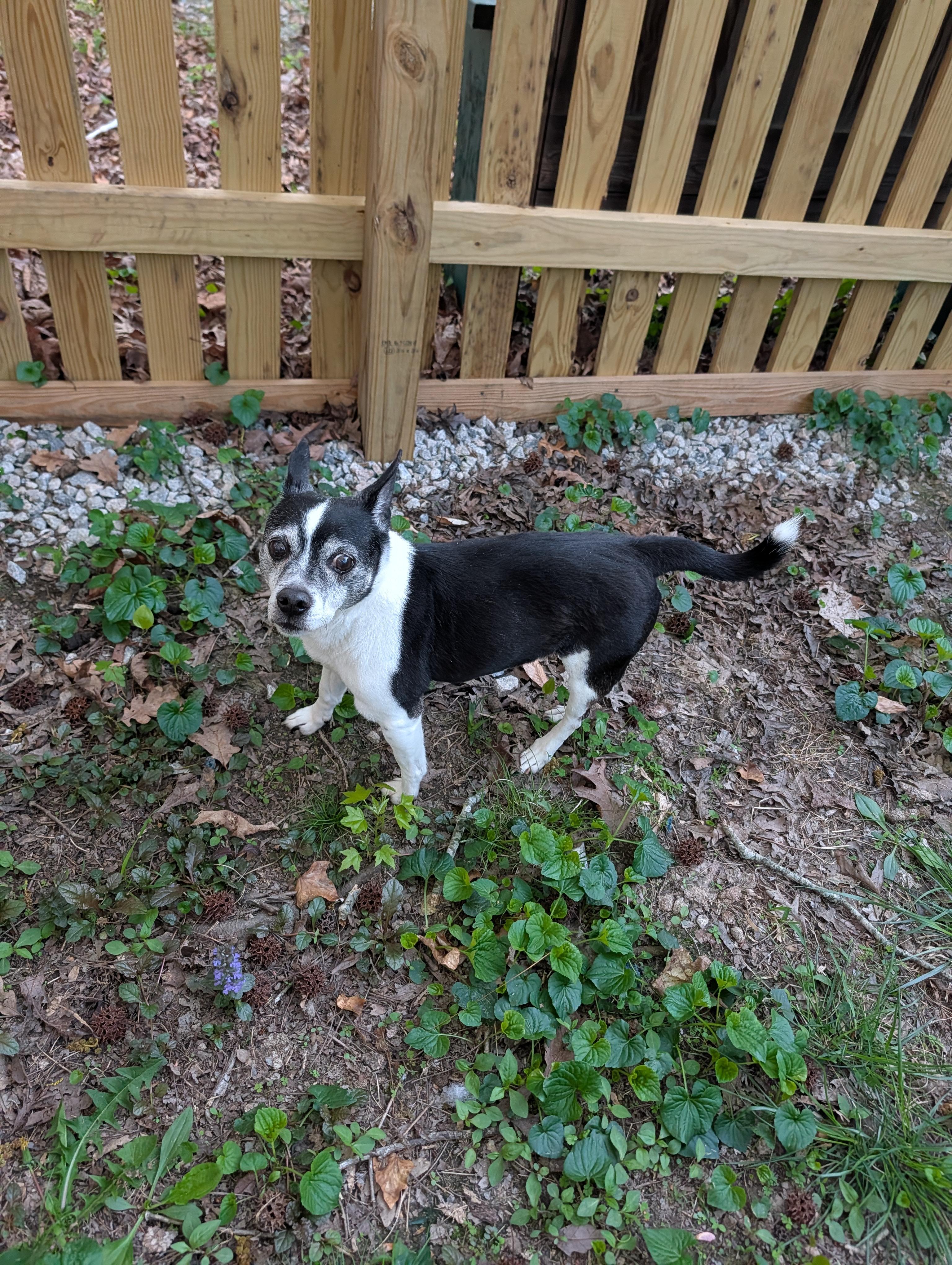 Enlarge Winston, a ADOPTABLE Jack Russell Terrier in Richmond, VA image 3/3