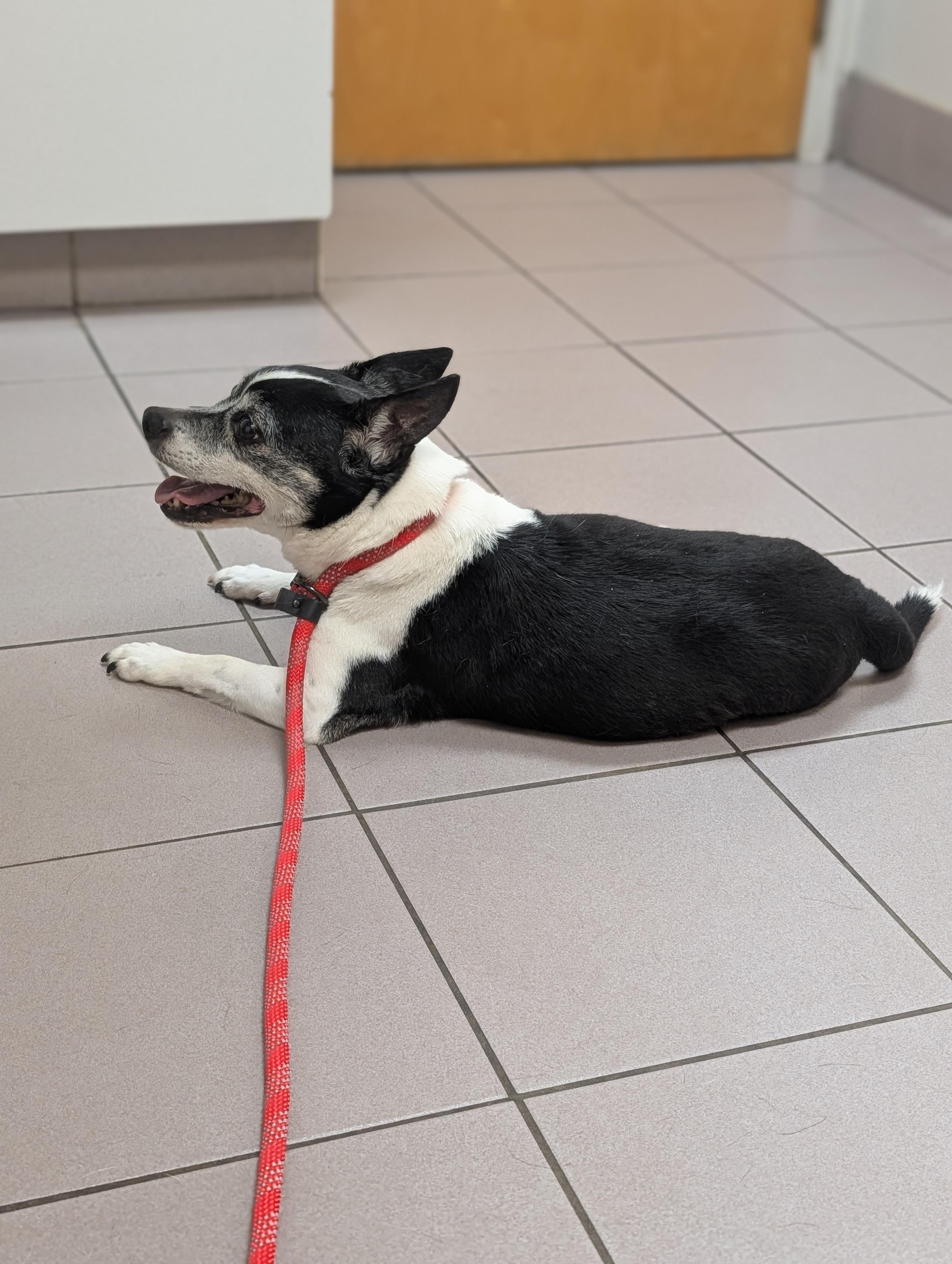 Enlarge Winston, a ADOPTABLE Jack Russell Terrier in Richmond, VA image 2/3