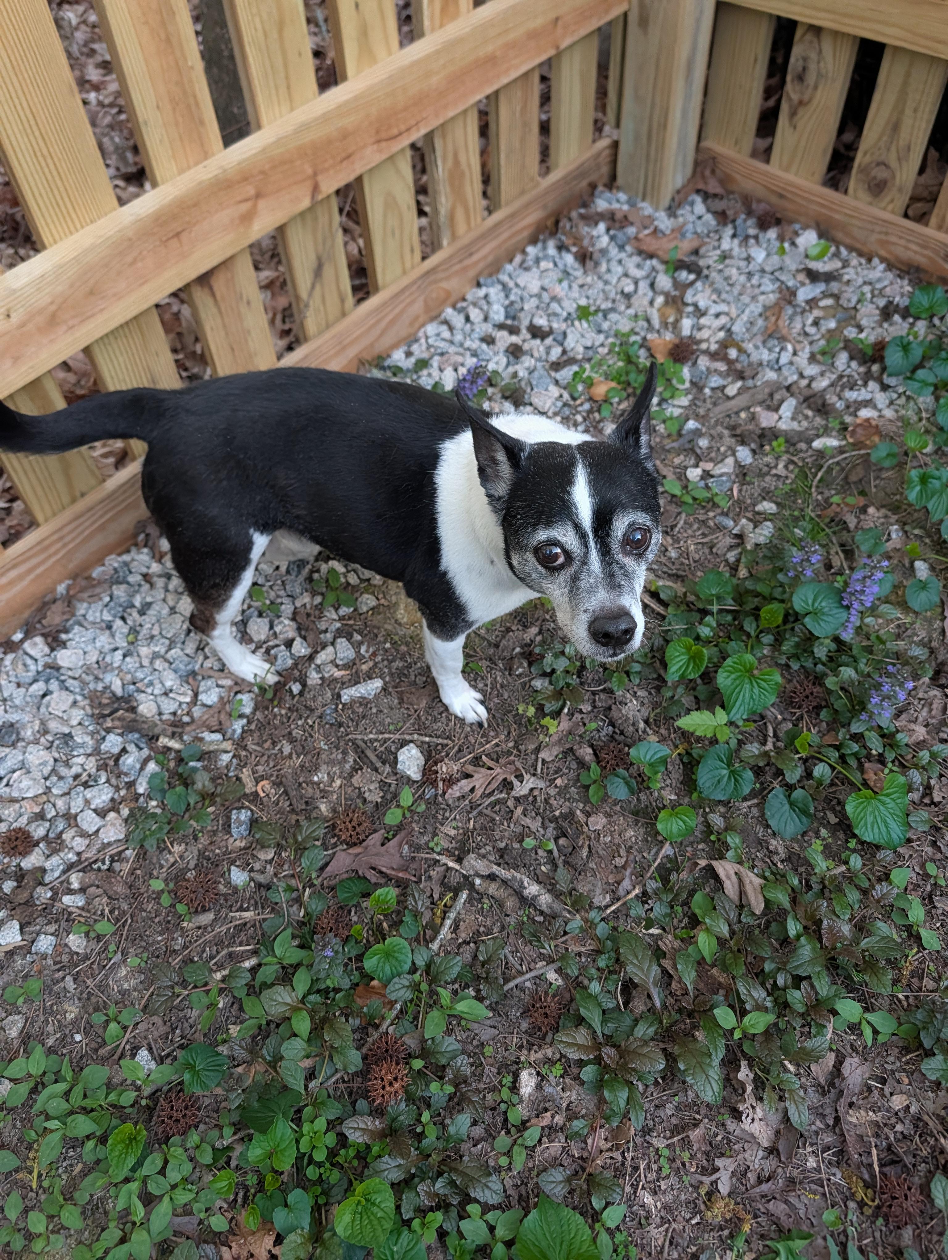 Winston, ADOPTABLE, Senior Male Jack Russell Terrier.