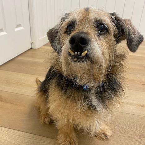 Hazel May, Adoptable, Adult Female Terrier & Mixed Breed.
