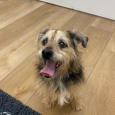 Hazel May, a Adoptable mixed breed in Chesapeake, VA image 2/5