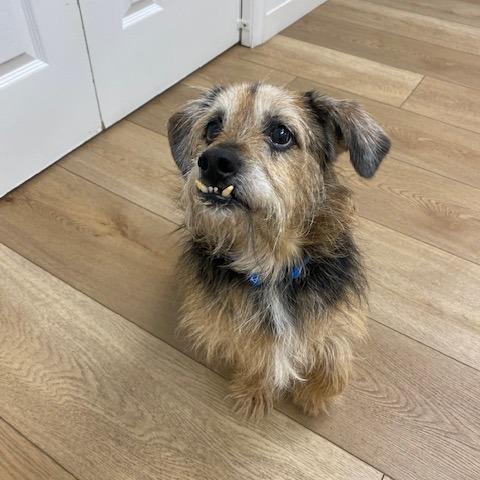Hazel May, a Adoptable mixed breed in Chesapeake, VA image 3/5