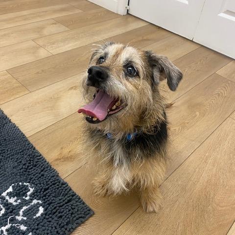 Hazel May, a Adoptable mixed breed in Chesapeake, VA image 4/5