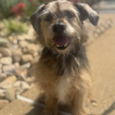 Hazel May, a Adoptable mixed breed in Chesapeake, VA image 5/5