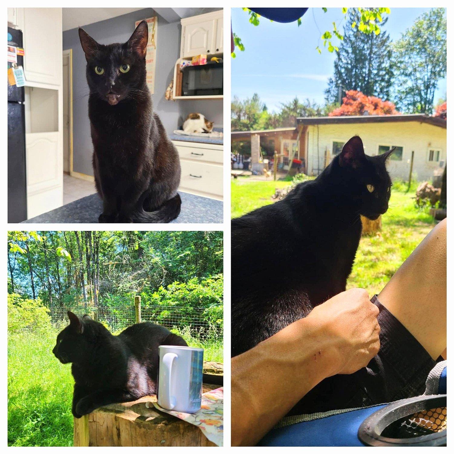 Enlarge Countess, a Adoptable Domestic Short Hair in Abbotsford, BC image 1/1