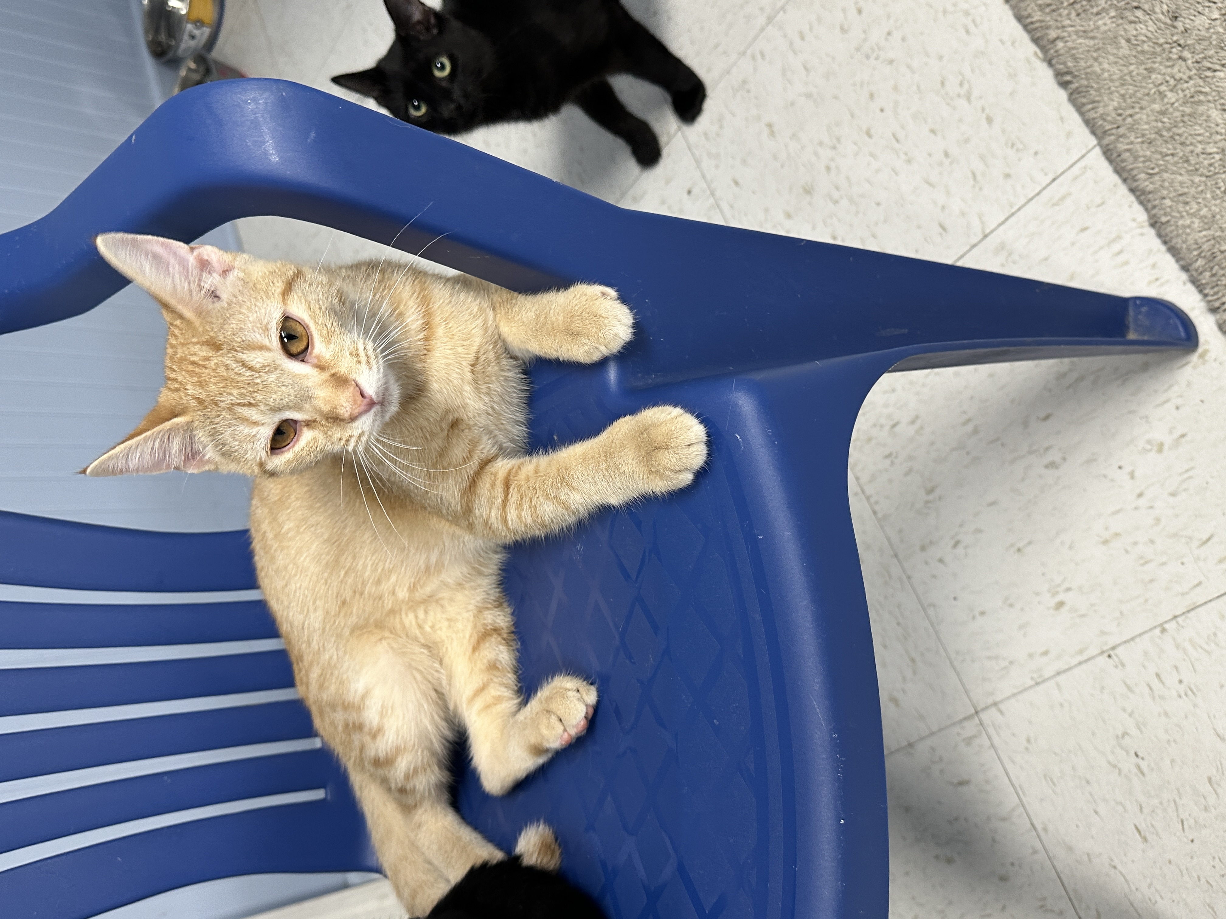 Cat for adoption Ollie, a Domestic Short Hair in North Augusta, SC