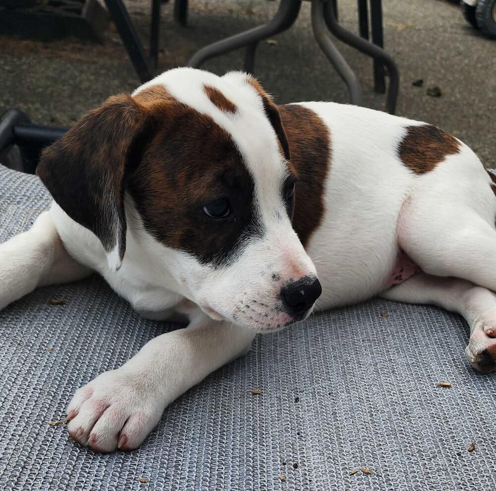 Orchid - O Litter (Yellow) - AVAILABLE, a Adoptable Pit Bull Terrier in Seattle, WA image 2/4