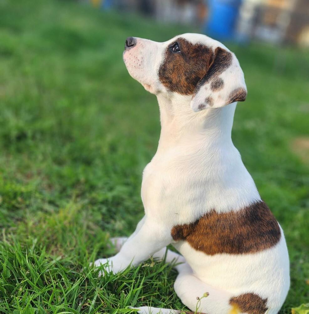Orchid - O Litter (Yellow) - AVAILABLE, a Adoptable Pit Bull Terrier in Seattle, WA image 3/4