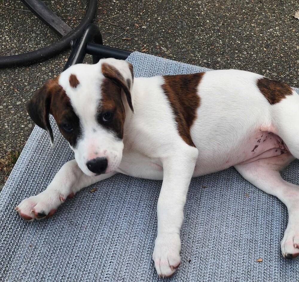 Orchid - O Litter (Yellow) - AVAILABLE, a Adoptable Pit Bull Terrier in Seattle, WA image 4/4