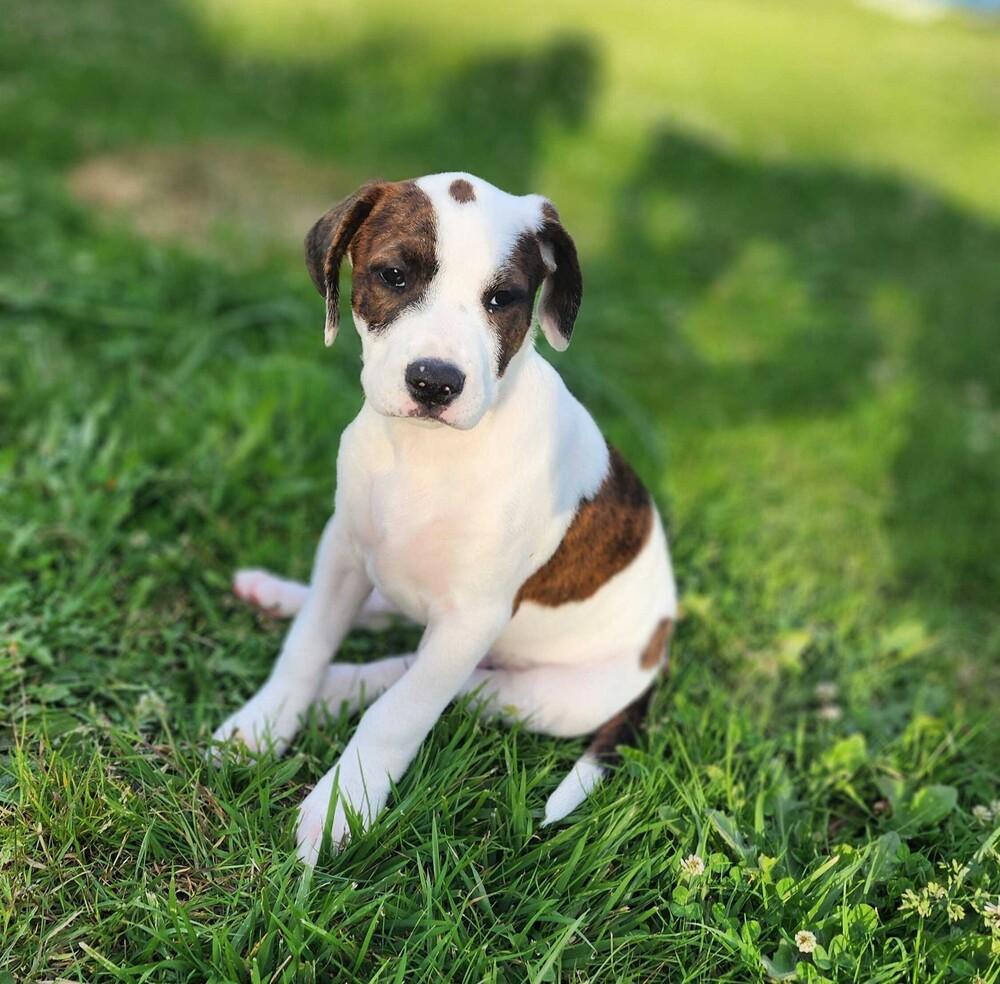 Orchid - O Litter (Yellow) - AVAILABLE, a Adoptable Pit Bull Terrier in Seattle, WA image 1/4