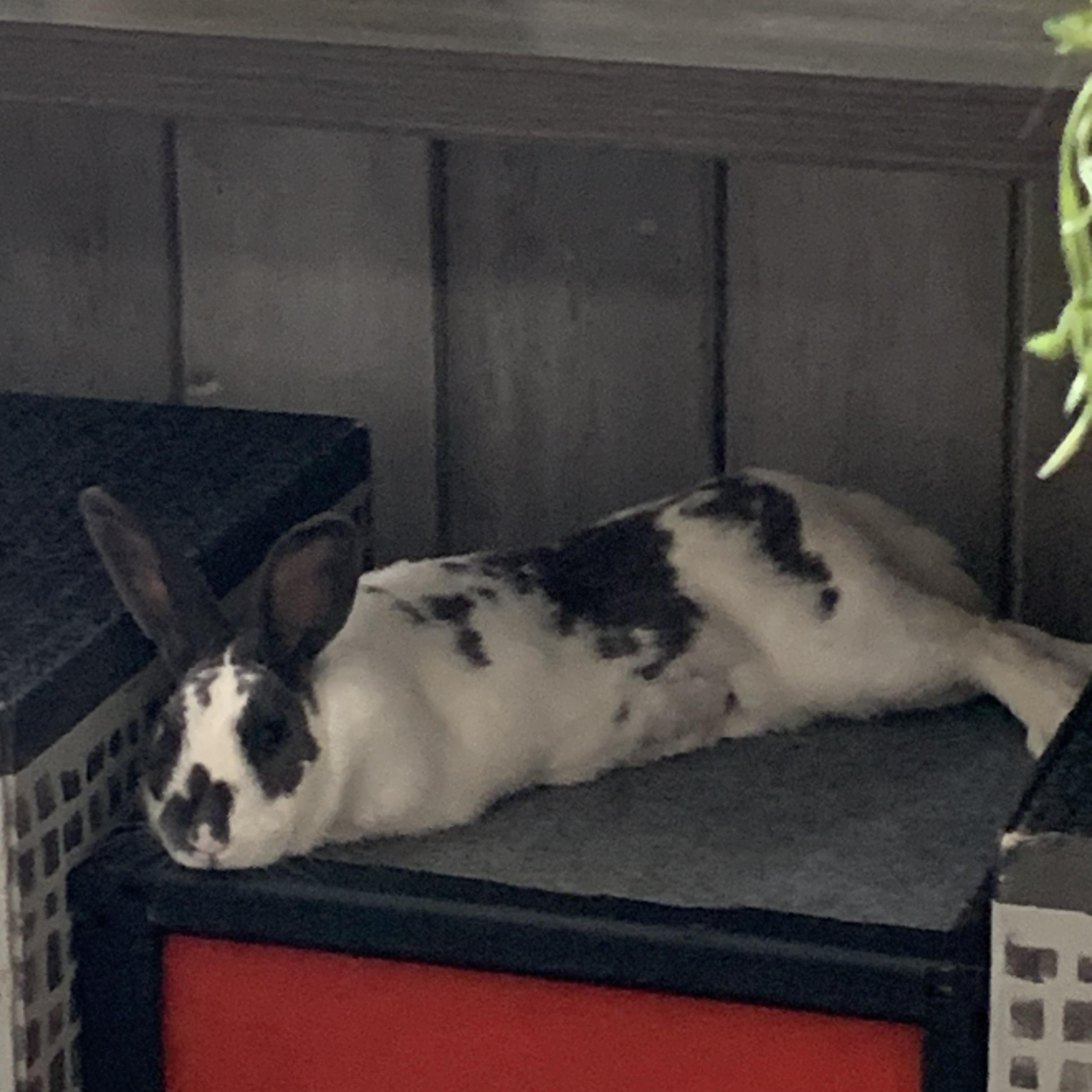 Enlarge Saoirse, a Adoptable mixed breed in Brighton, CO image 3/3