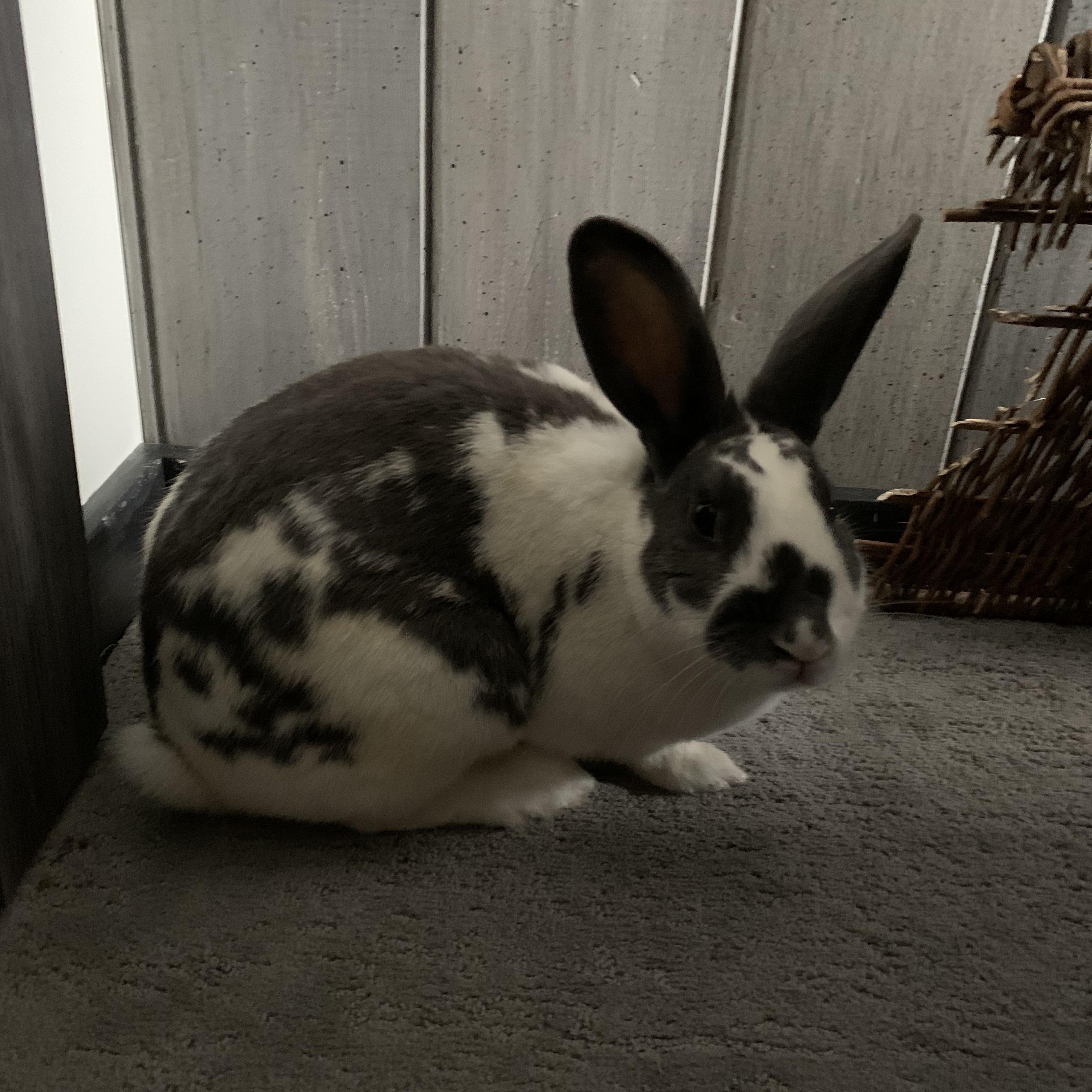 Enlarge Saoirse, a Adoptable mixed breed in Brighton, CO image 2/3