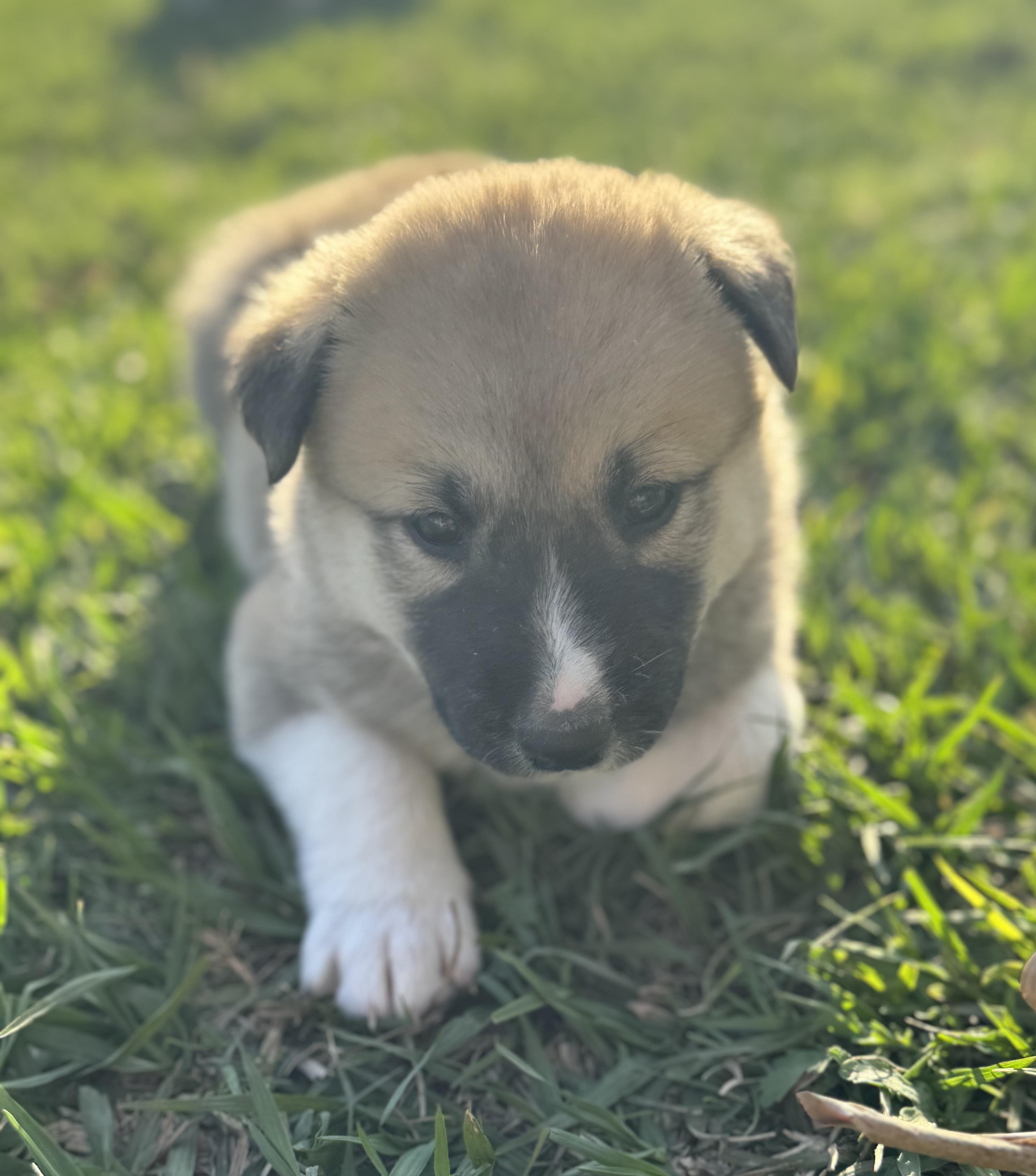 Lily (Litter of 9, Adorable, Cute Baby, Happy, Loving, Cuddles) — thumbnail 4