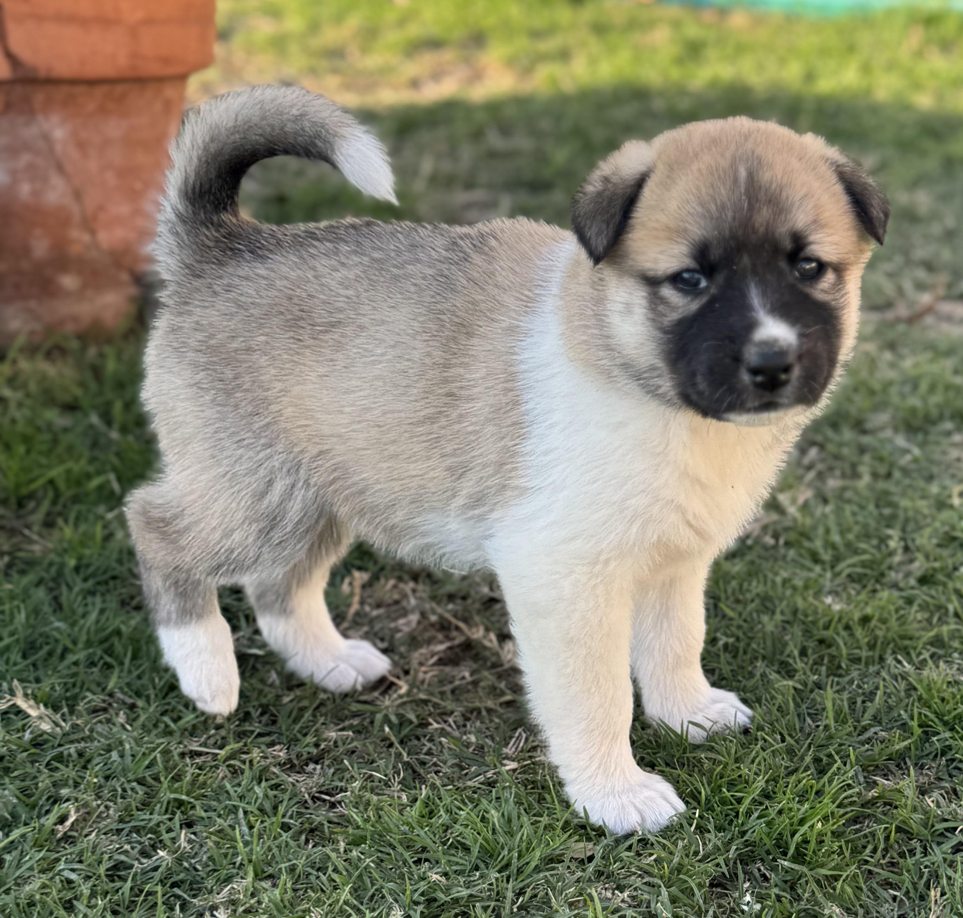 Lily (Litter of 9, Adorable, Cute Baby, Happy, Loving, Cuddles) — thumbnail 5