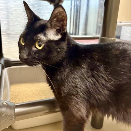 Enlarge Pasta, a ADOPTABLE Domestic Short Hair in Dubuque, IA image 1/1