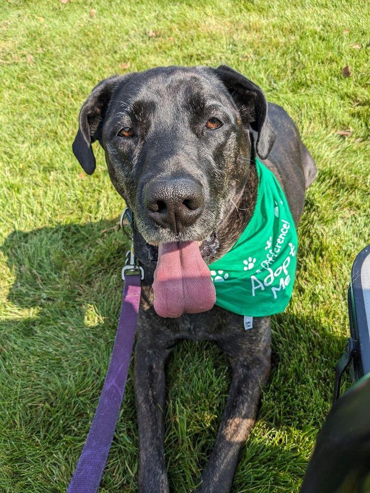 Enlarge Bryndle (21-087), a Adoptable mixed breed in Eagan, MN image 1/6