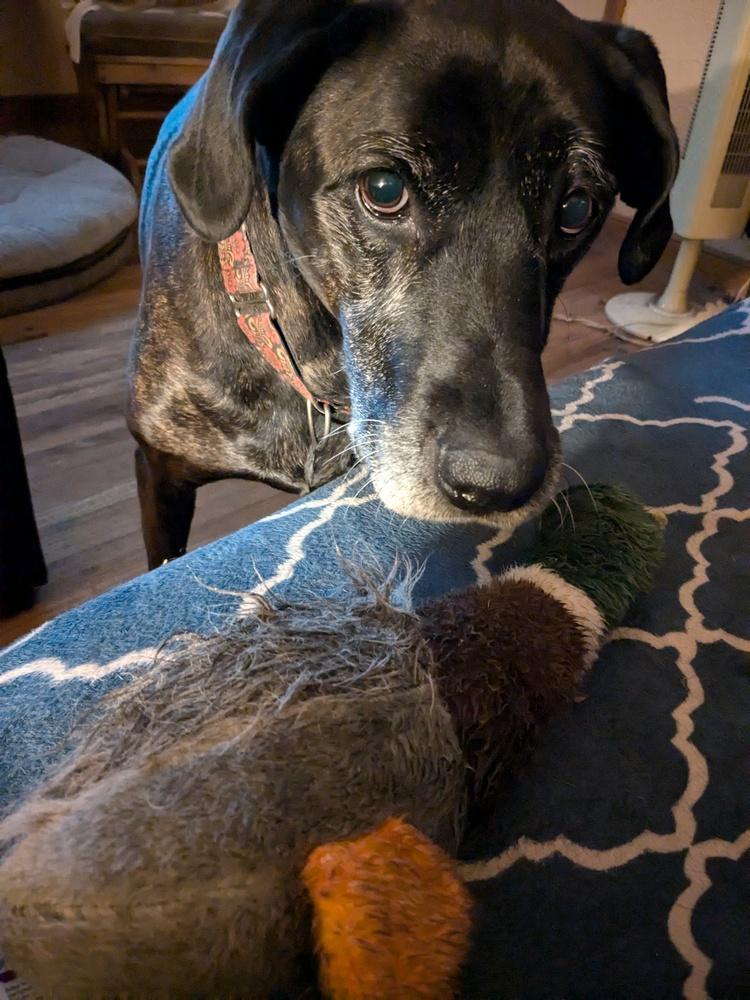 Enlarge Bryndle (21-087), a Adoptable mixed breed in Eagan, MN image 2/6