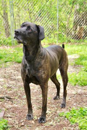 Enlarge Bryndle (21-087), a Adoptable mixed breed in Eagan, MN image 3/6