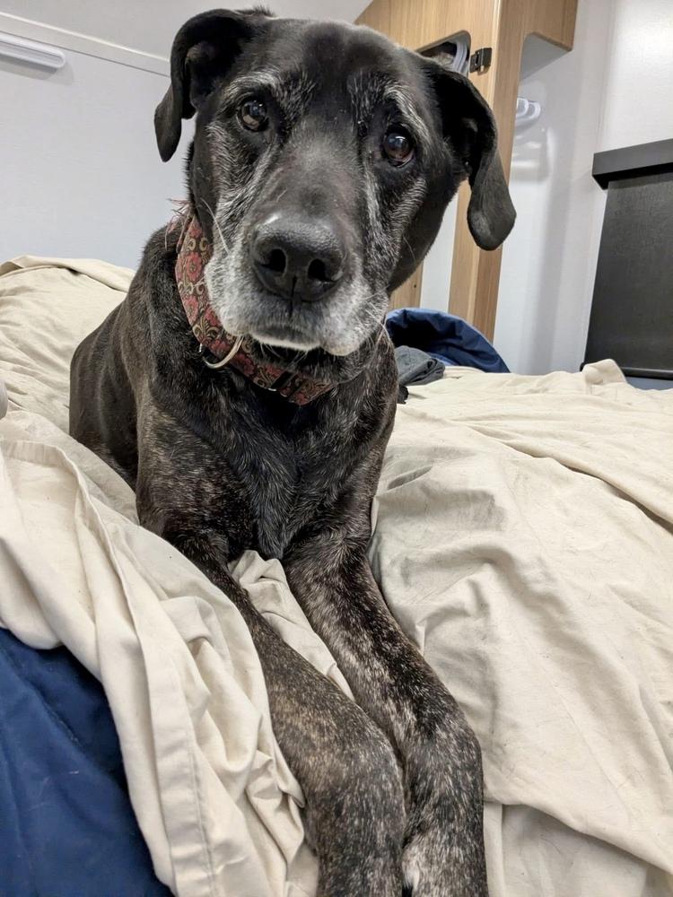 Enlarge Bryndle (21-087), a Adoptable mixed breed in Eagan, MN image 4/6
