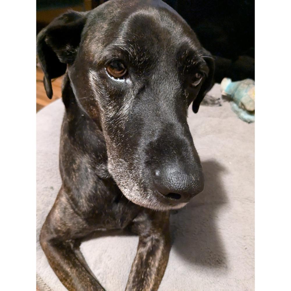 Enlarge Bryndle (21-087), a Adoptable mixed breed in Eagan, MN image 5/6