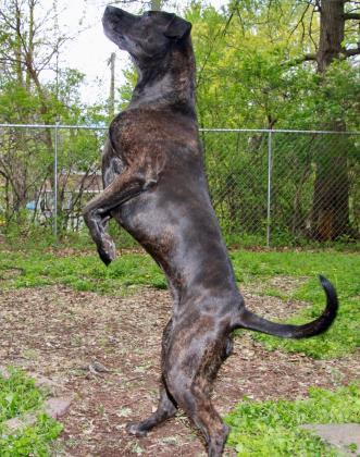 Enlarge Bryndle (21-087), a Adoptable mixed breed in Eagan, MN image 6/6