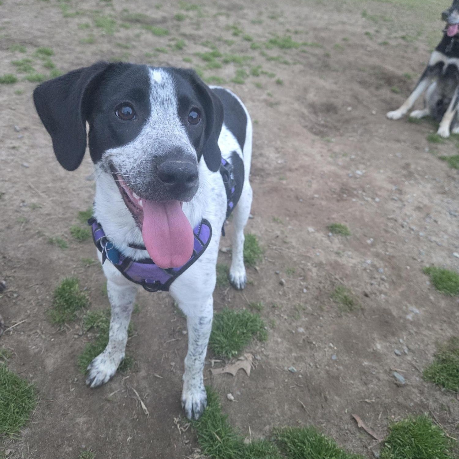 Lumi, a ADOPTABLE mixed breed in Marion, MA image 4/4