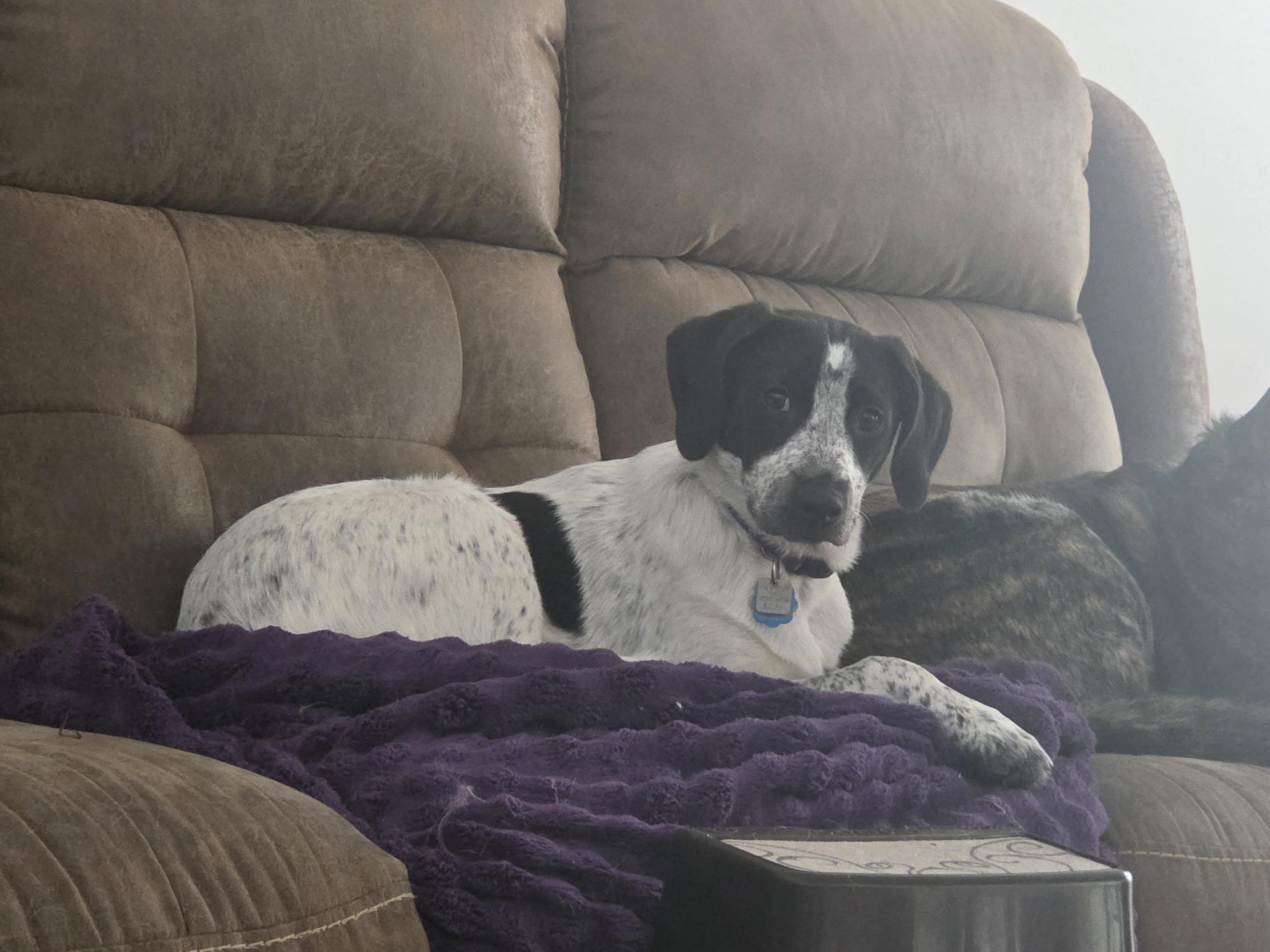 Lumi, a ADOPTABLE mixed breed in Marion, MA image 3/4