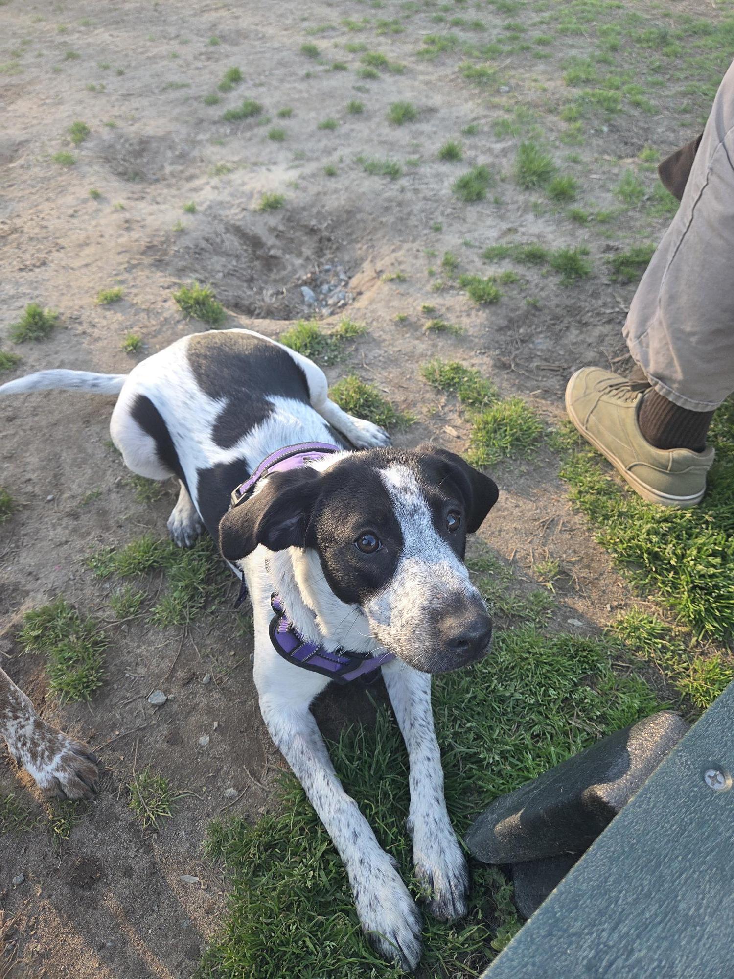Lumi, a ADOPTABLE mixed breed in Marion, MA image 2/4