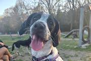Lumi, ADOPTABLE, Young Female Pointer.