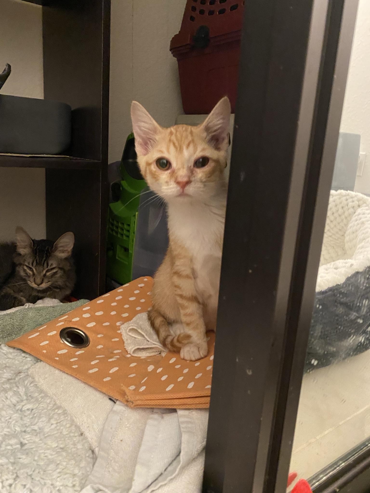 Charlie, Adoptable, Adult Male Domestic Short Hair.