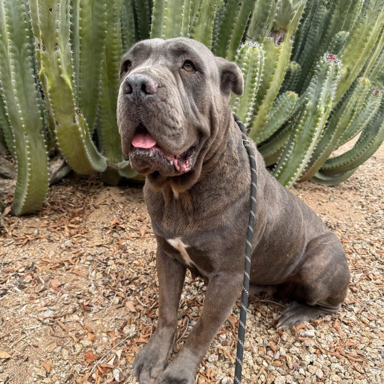Enlarge Roxy, a Adoptable Cane Corso image 1/3