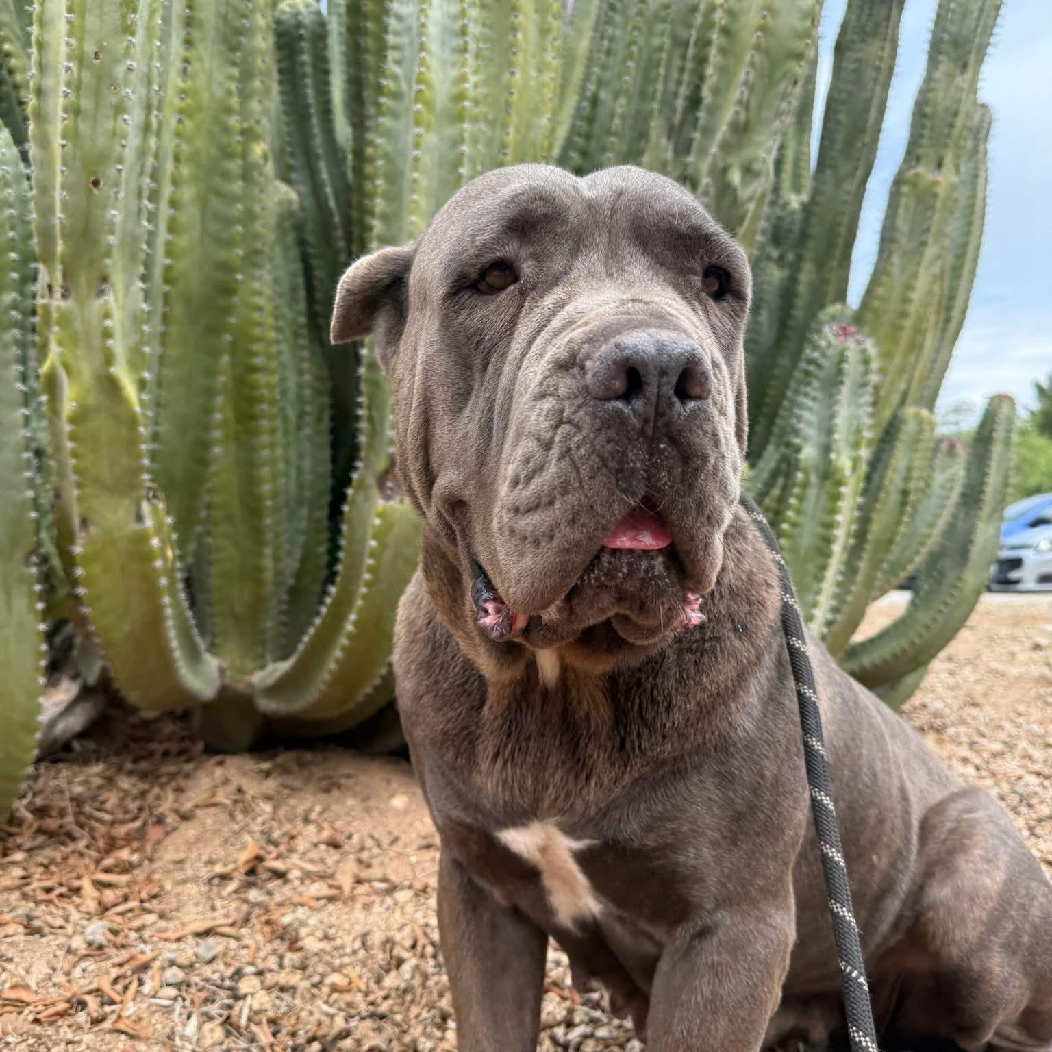 Enlarge Roxy, a Adoptable Cane Corso image 2/3