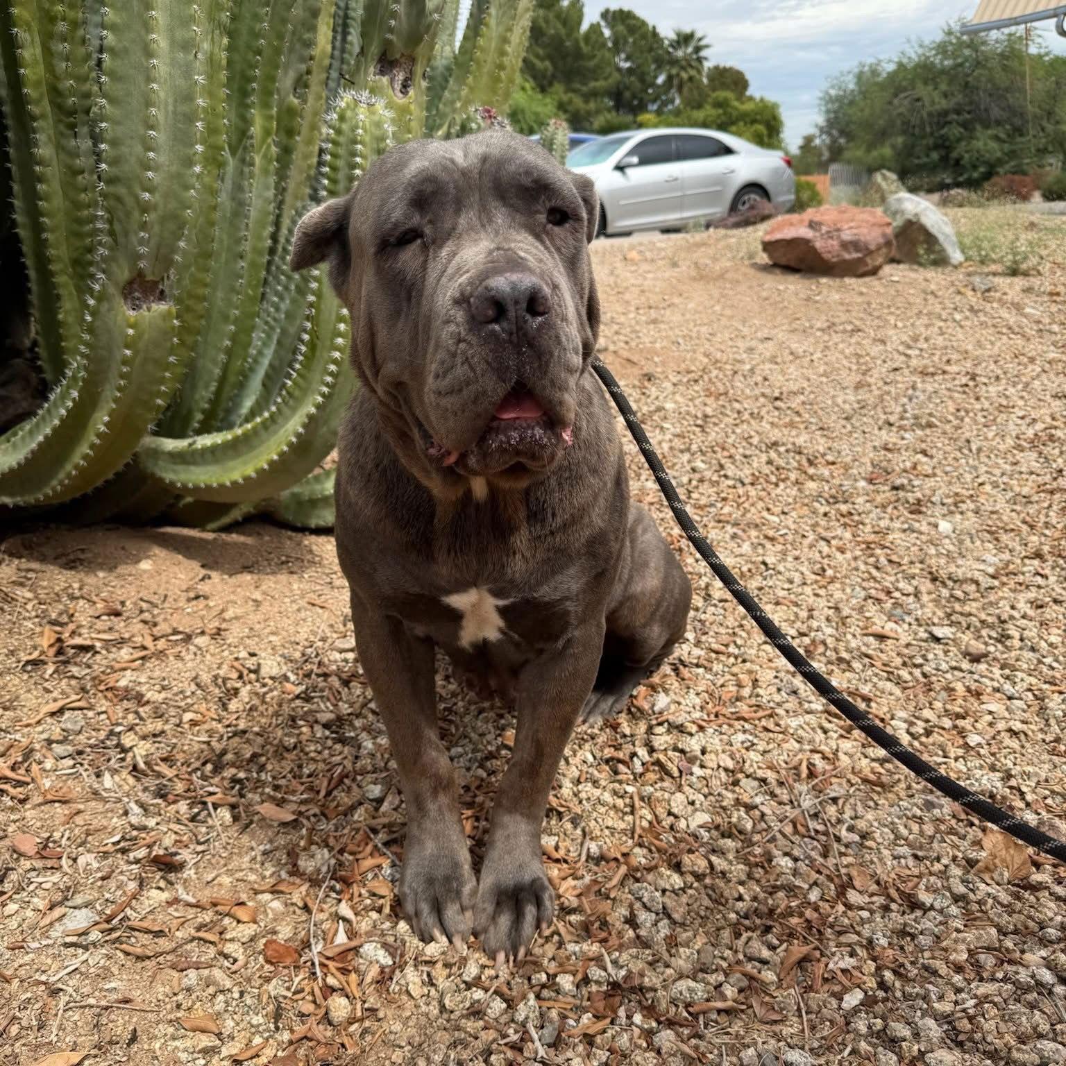 Enlarge Roxy, a Adoptable Cane Corso image 3/3
