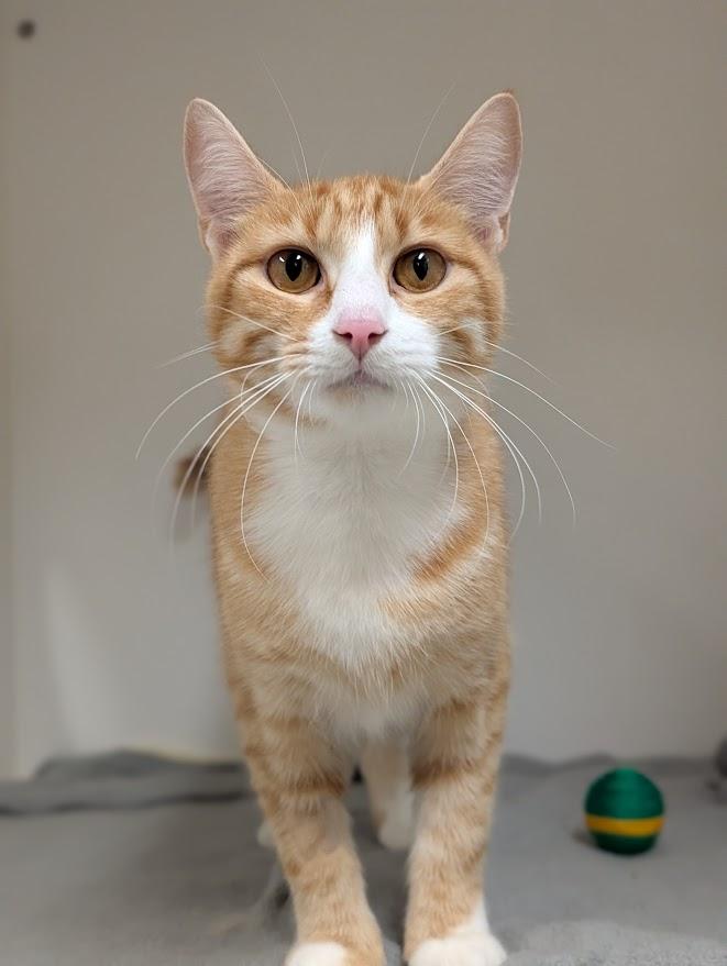 Enlarge Hen, an adopted Domestic Short Hair in Coquitlam, BC image 2/2