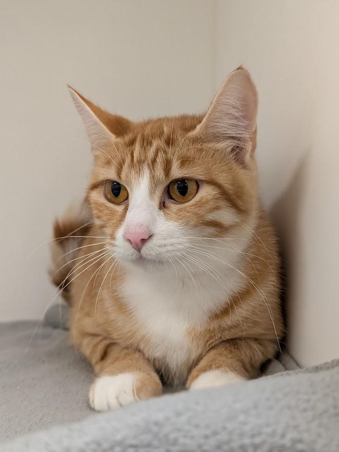 Hen, ADOPTABLE, Adult Female Domestic Short Hair.