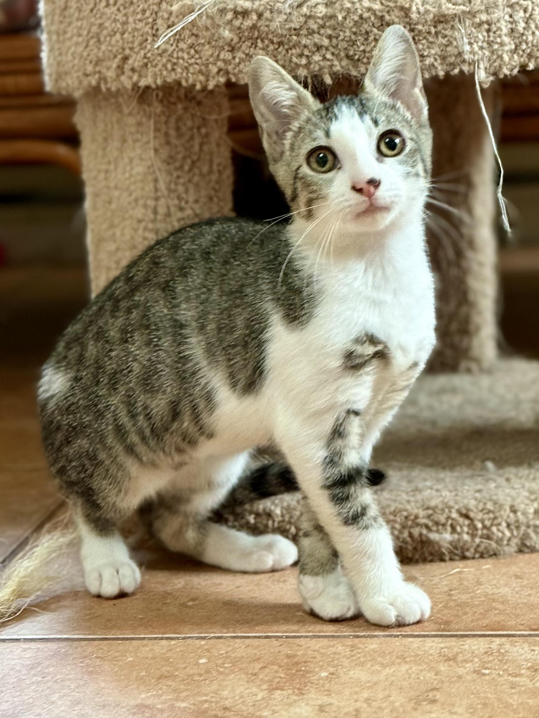 Sparkle, a Adoptable Domestic Short Hair in Coatesville, PA image 1/3