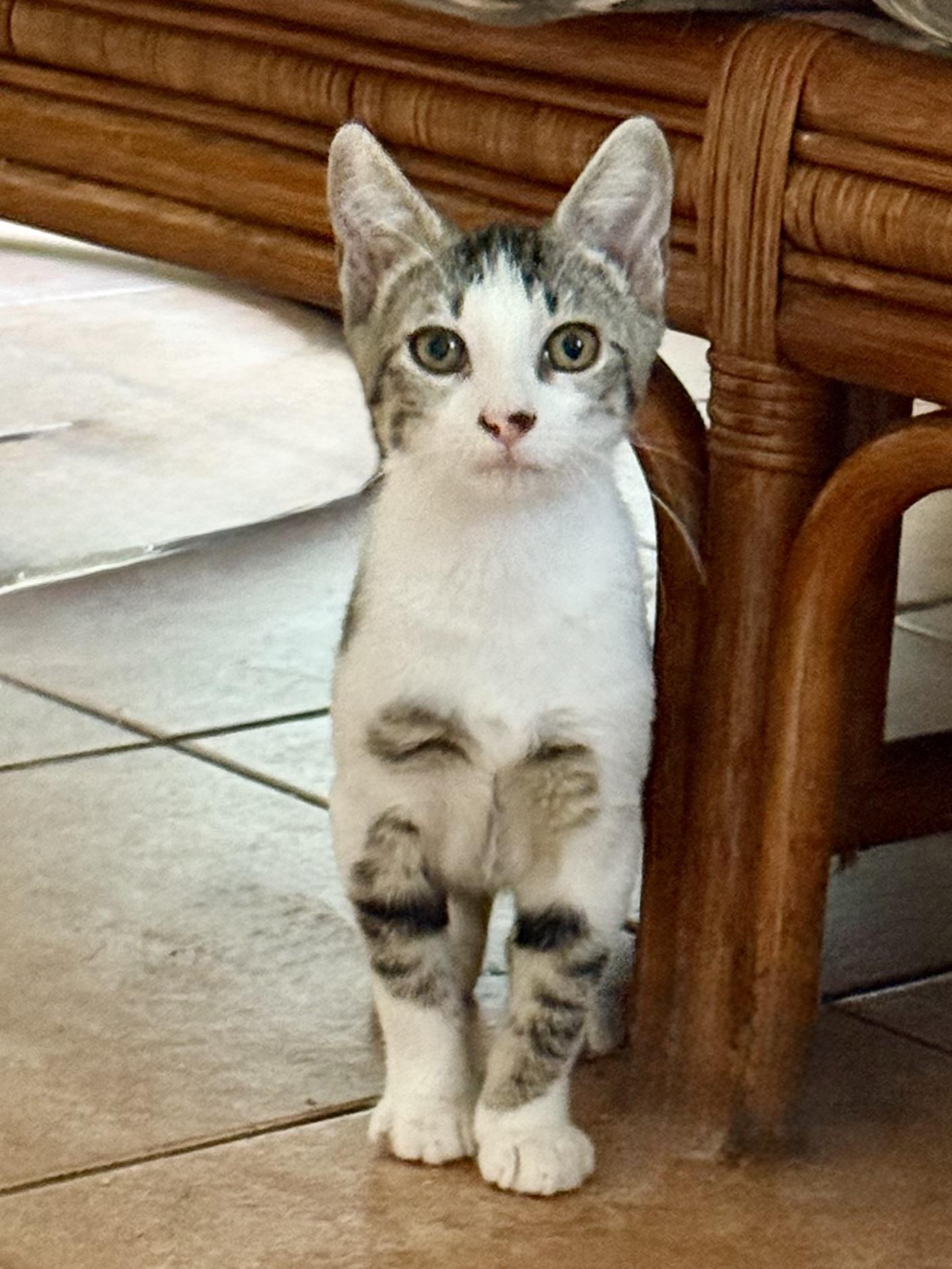 Sparkle, a Adoptable Domestic Short Hair in Coatesville, PA image 2/3